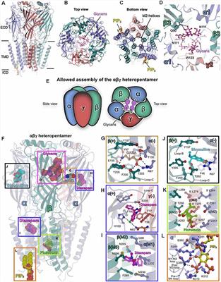 Structure of Heteropentameric GABAA Receptors and Receptor-Anchoring Properties of Gephyrin